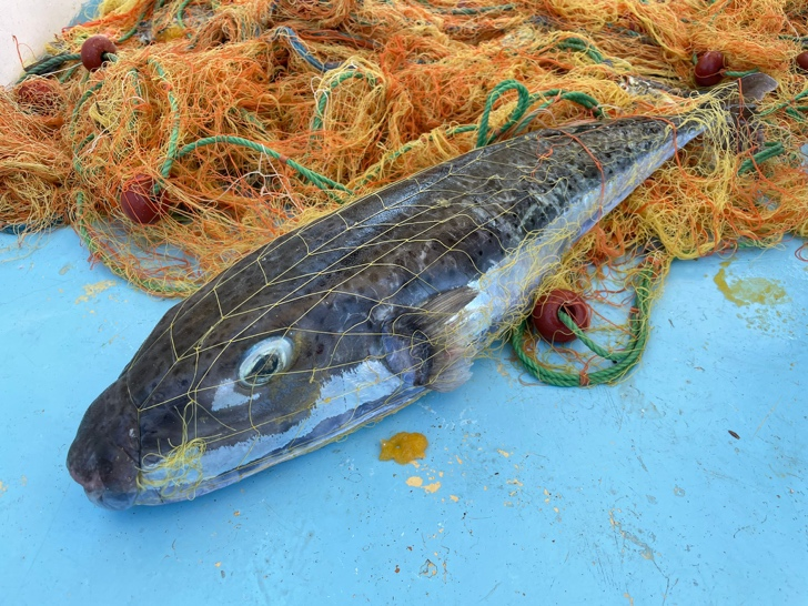 Blue Life Hub · Innovative business strategy to face the pufferfish invasion