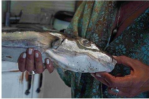 Earth Journalism Network · Invasive toxic fish: a new marine top predator