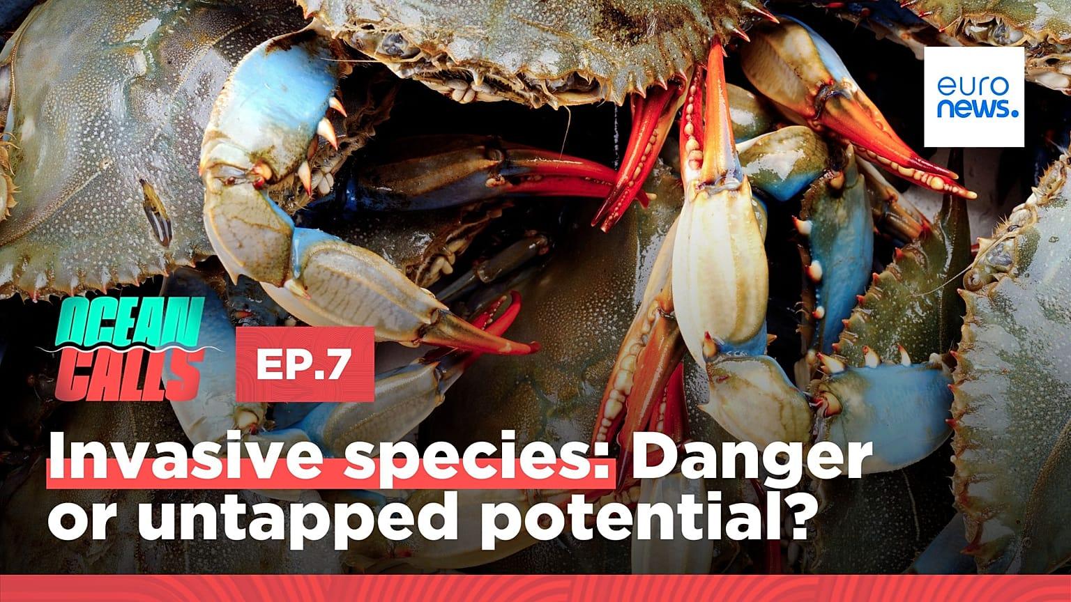 Euronews · Beat them or eat them: What should we do about invasive species in the ocean?